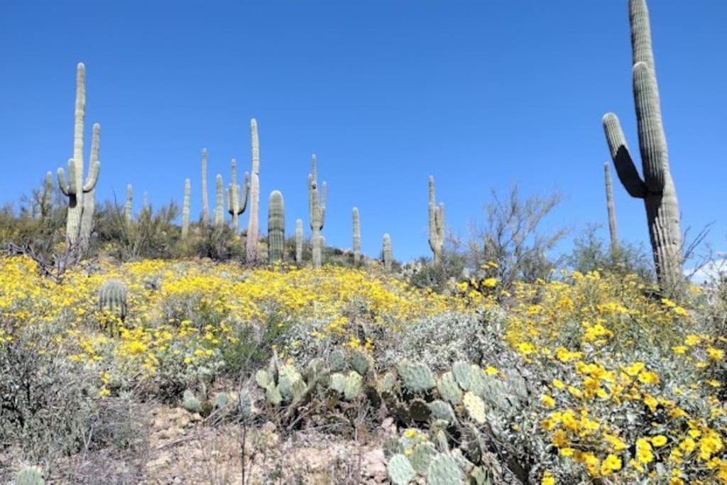 Tucson Mnt Foothills Saguaro Bliss Βίλα Εξωτερικό φωτογραφία